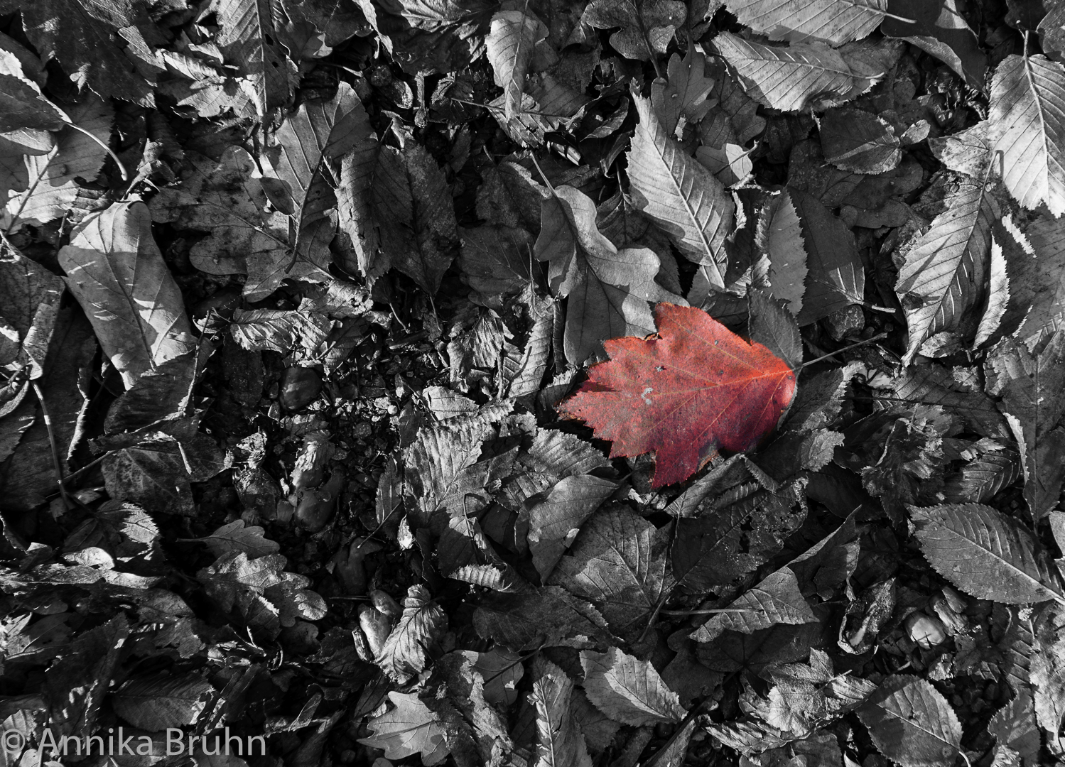 Rotes Blatt